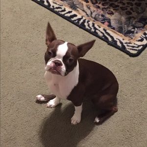 Meet your Posher, Bobbie